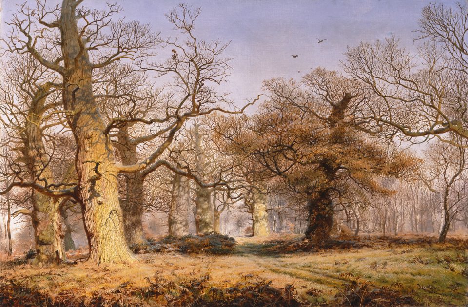 7_Oak Trees in Sherwood Forest by McCallum
